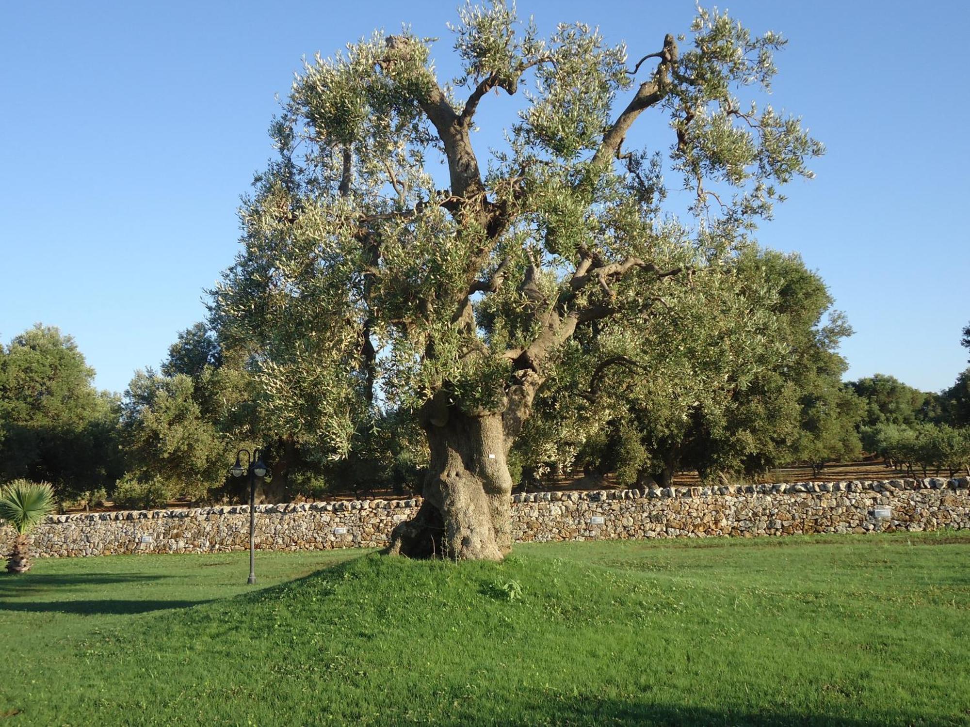 Masseria Valente Ostuni Exterior foto